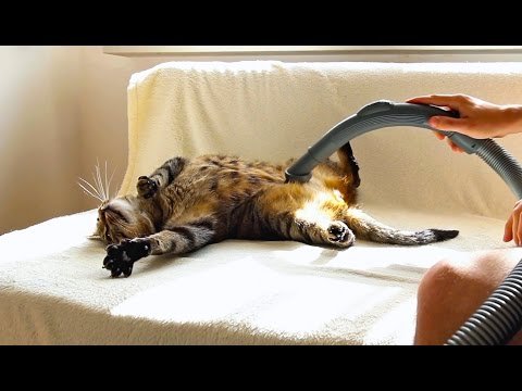 "Bu Kedi Elektrik Süpürgesiyle Temizlenmekten Hoşlanıyor" Hakkında diğer bilgiler