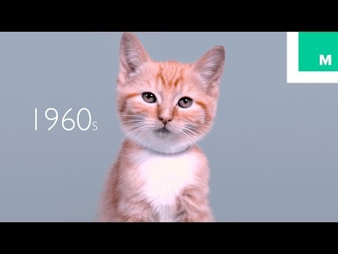 "100 Yıllık Kedi Modası / Güzelliği" Hakkında diğer bilgiler