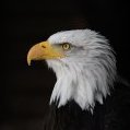 Beşiktaşlılar Kulübü