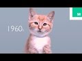 "100 Yıllık Kedi Modası / Güzelliği" Hakkında diğer bilgiler
