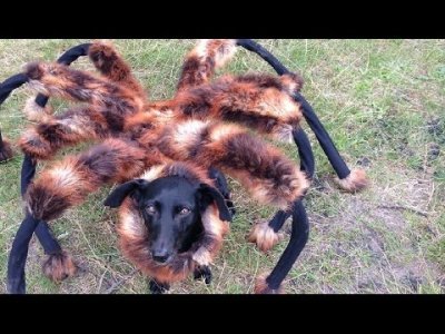 "Mutant dev örümcek köpek" Hakkında diğer bilgiler