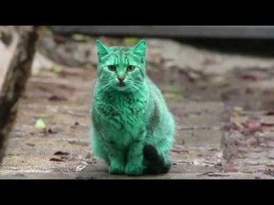 "Yeşil / Turkuaz Kedi - Bulgaristan" Hakkında diğer bilgiler