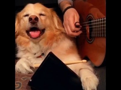 "Müzik Yaparken Köpeğiniz Size Nasıl Yardım Edebilir?" Hakkında diğer bilgiler
